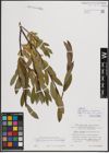 Foto von Salix foetida Schleich. ex DC. x Salix purpurea L.